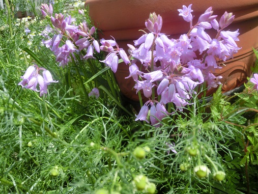 ピンクのツリガネスイセン