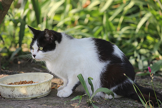 我が家のニャンコ♪2014/05/27-3