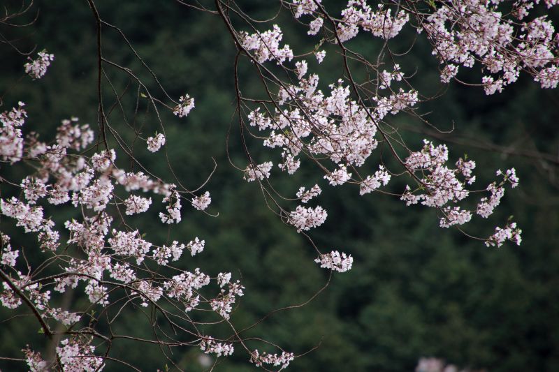 黒川桜の森_004.jpg