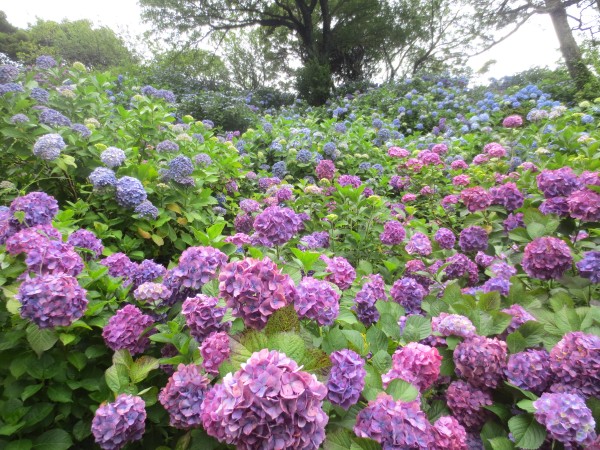 下田　あじさい