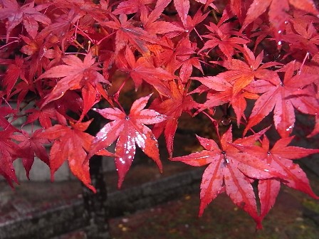 京都旅行 085 (2).jpg