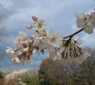 6ページ目の 植物 写真俳句ryo 俳句 山野草 楽天ブログ