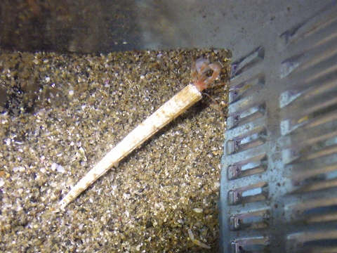 ヤドカリ82　ツノガイに入った深海性ヤドカリ