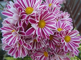 花１０.jpg