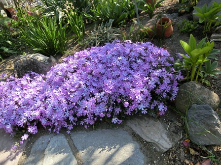 芝桜