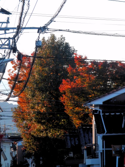紅葉　11.4　2015