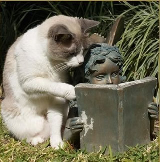 猫と読書.jpg