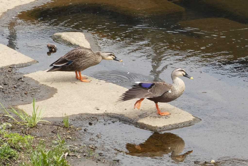 515