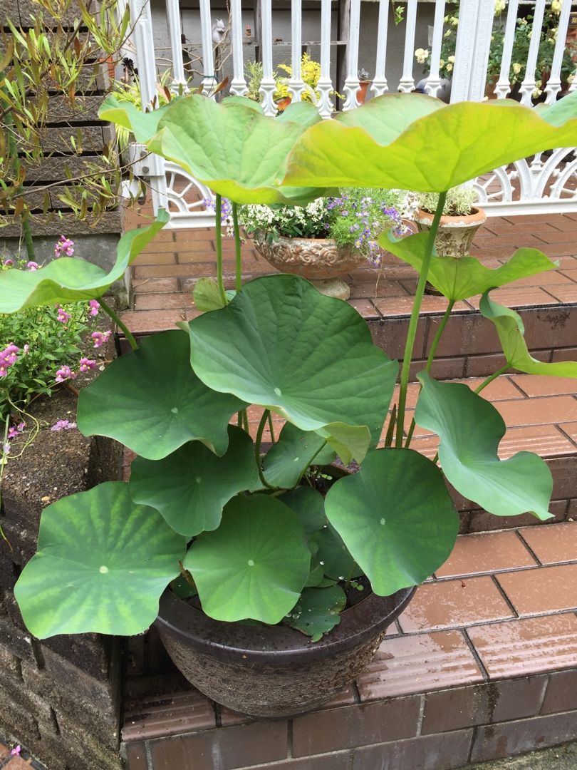 睡蓮の植え替え Papuchi Home 楽天ブログ