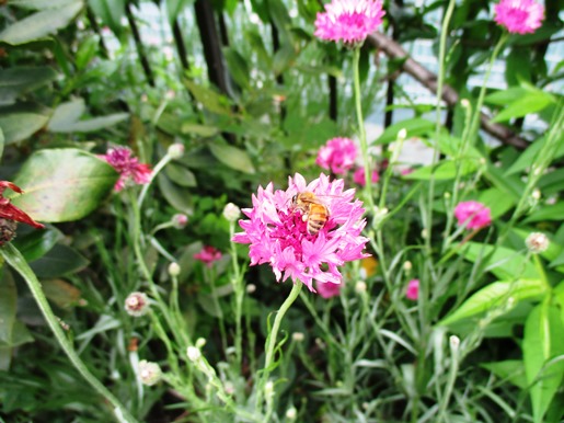 IMG_2838花と虫ブログ.jpg