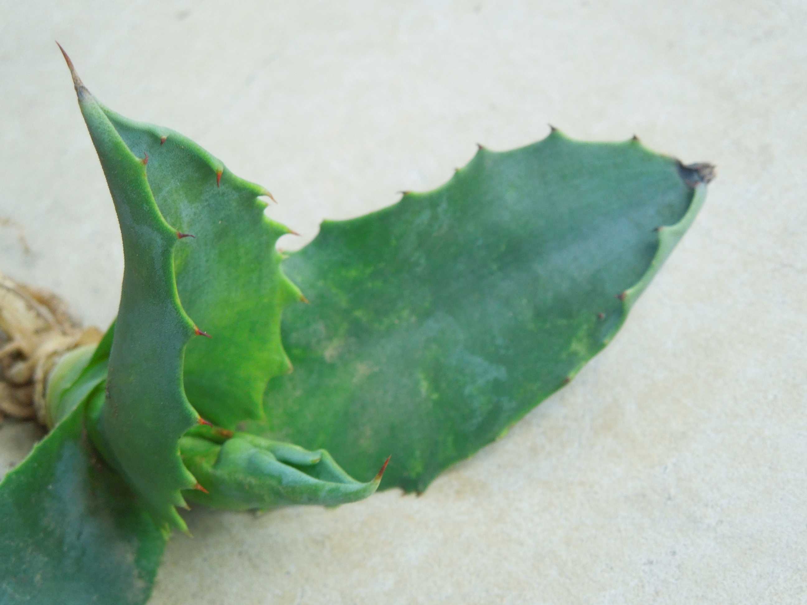 アガベ・サルミアナ・フェロックス・クレイジーホース(Agave salmiana var.ferox