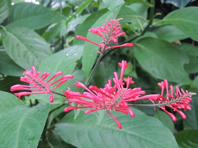 夢の島熱帯植物園04