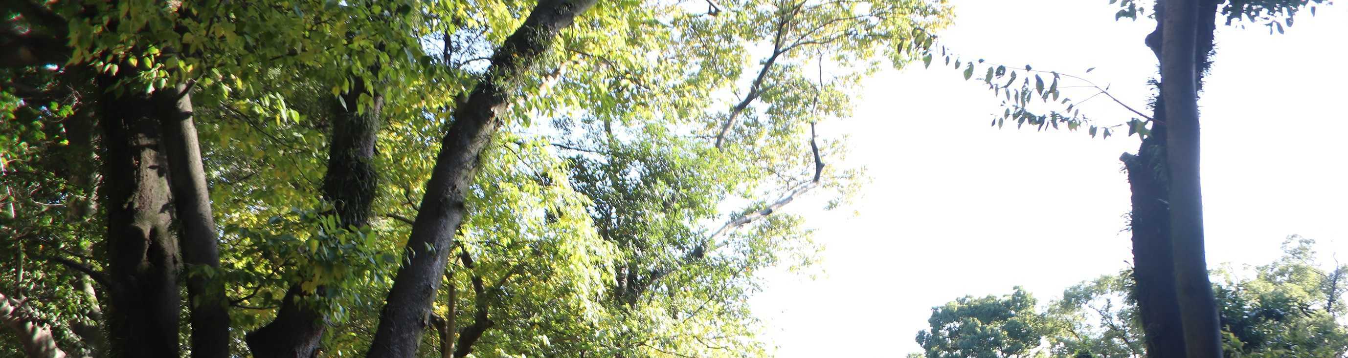 ENOKINISOのブログ