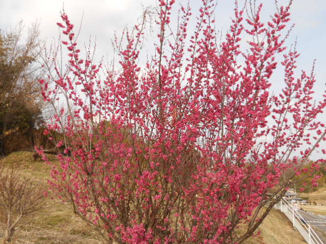 DSCN0936.JPG