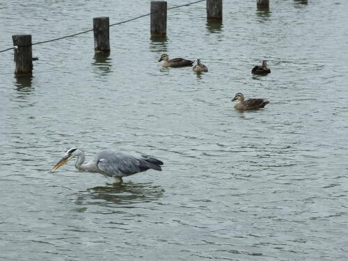 小池公園にて