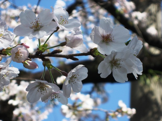 sakura201302