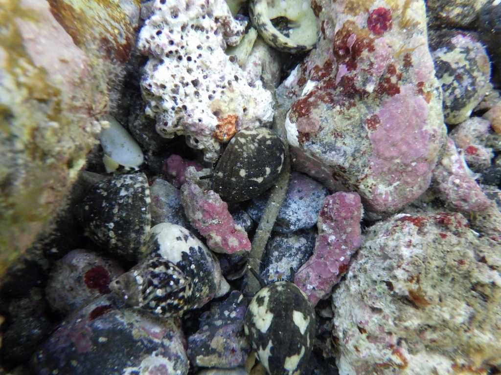 串本磯採集2023年7月下旬20　カンムリヨウジ（Micrognathus andersonii）