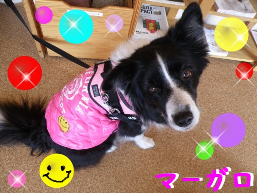 ﾏｰｶﾞﾛ.JPG