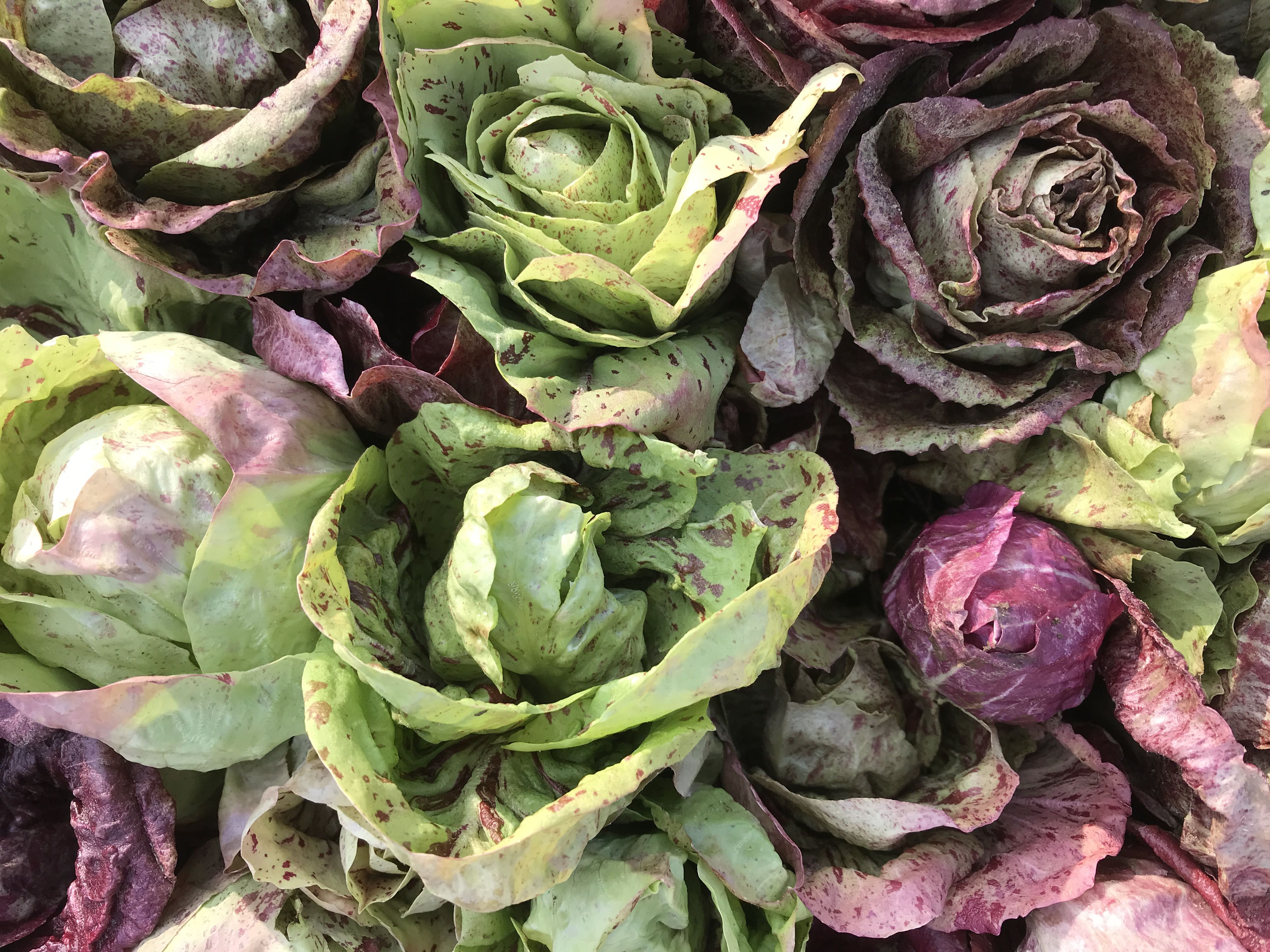 爺婆家庭菜園 イタリアン野菜 カステルフランコ トレビス チコリ 家庭菜園で健康野菜 楽天ブログ 爺婆家庭菜園 イタリアン野菜 カステルフランコ トレビス チコリ 家庭菜園で健康野菜 楽天ブログ