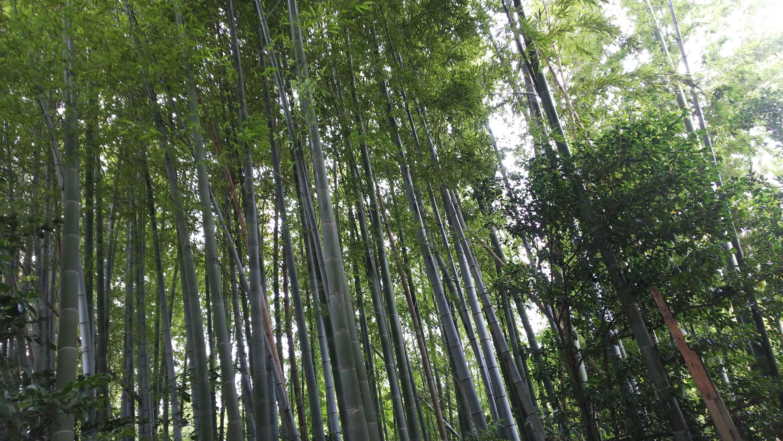 素晴らしき千葉県松戸市 本土寺 小島 文子 こじま あやこ のブログ 楽天ブログ