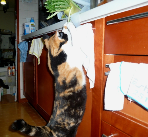 20160404．ﾐﾆｰ03jpg.jpg