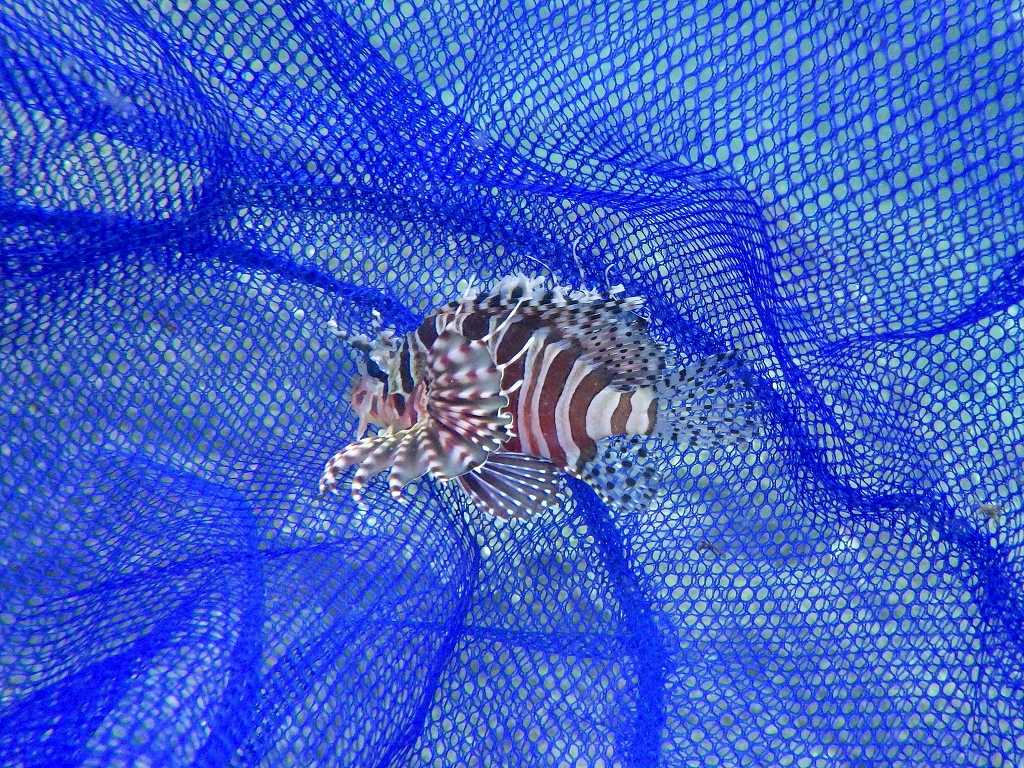 串本磯採集2019年9月下旬35　キリンミノ（Dendrochirus zebra）