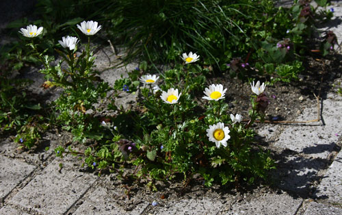 マーガレット　28.3.22-1_edited-1.jpg