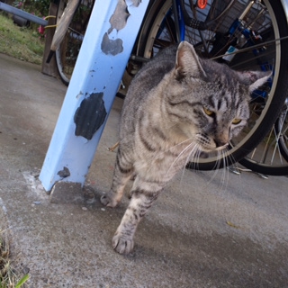 しまねこ.jpg