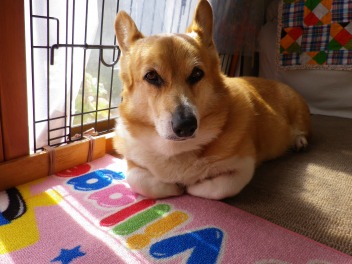 ひなたぼっこ　其の二