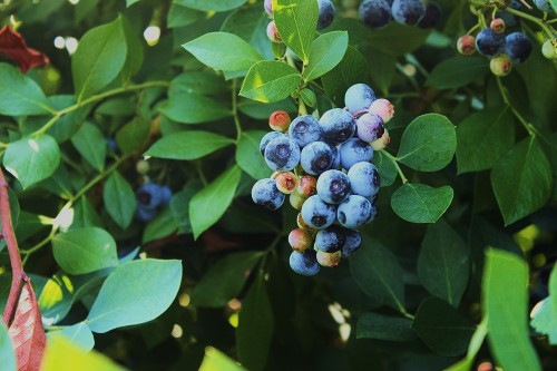 ブルーベリー (5).JPG