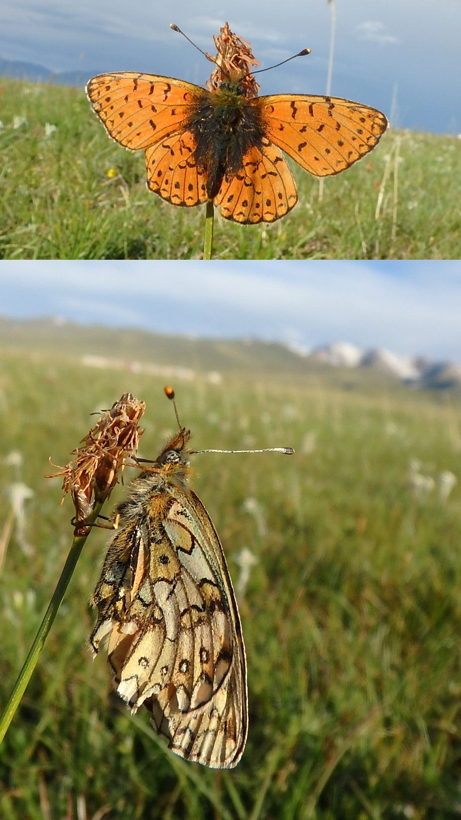 キルギスアドベンチャー(22)ソン・クル湖畔の昆虫と動物 | 楽天 ...
