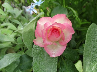 IMG_4569ss.jpg