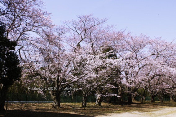 光景　sight0469 桜　サクラ　cherry blossom