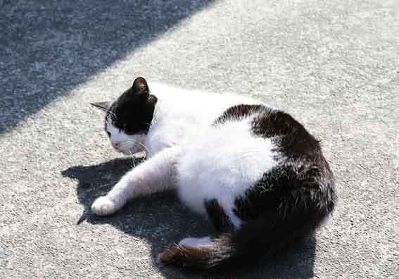 我が家のニャンコ♪2016/2/14-03