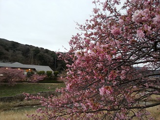 みなみの桜