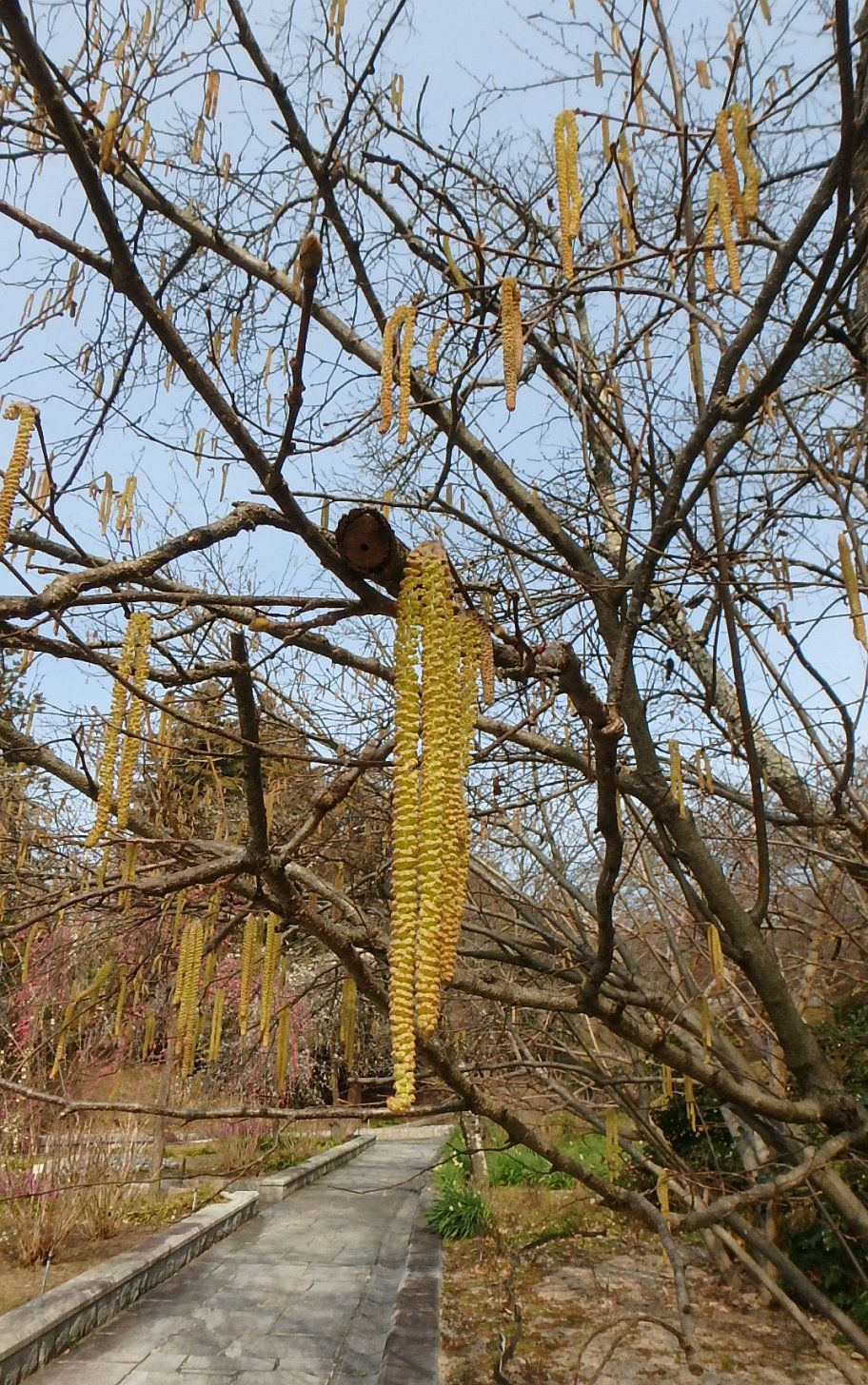 サンシュユ セイヨウハシバミ ヘーゼルナッツ ミツマタ 半田山植物園 楽天版じぶん更新日記 楽天ブログ