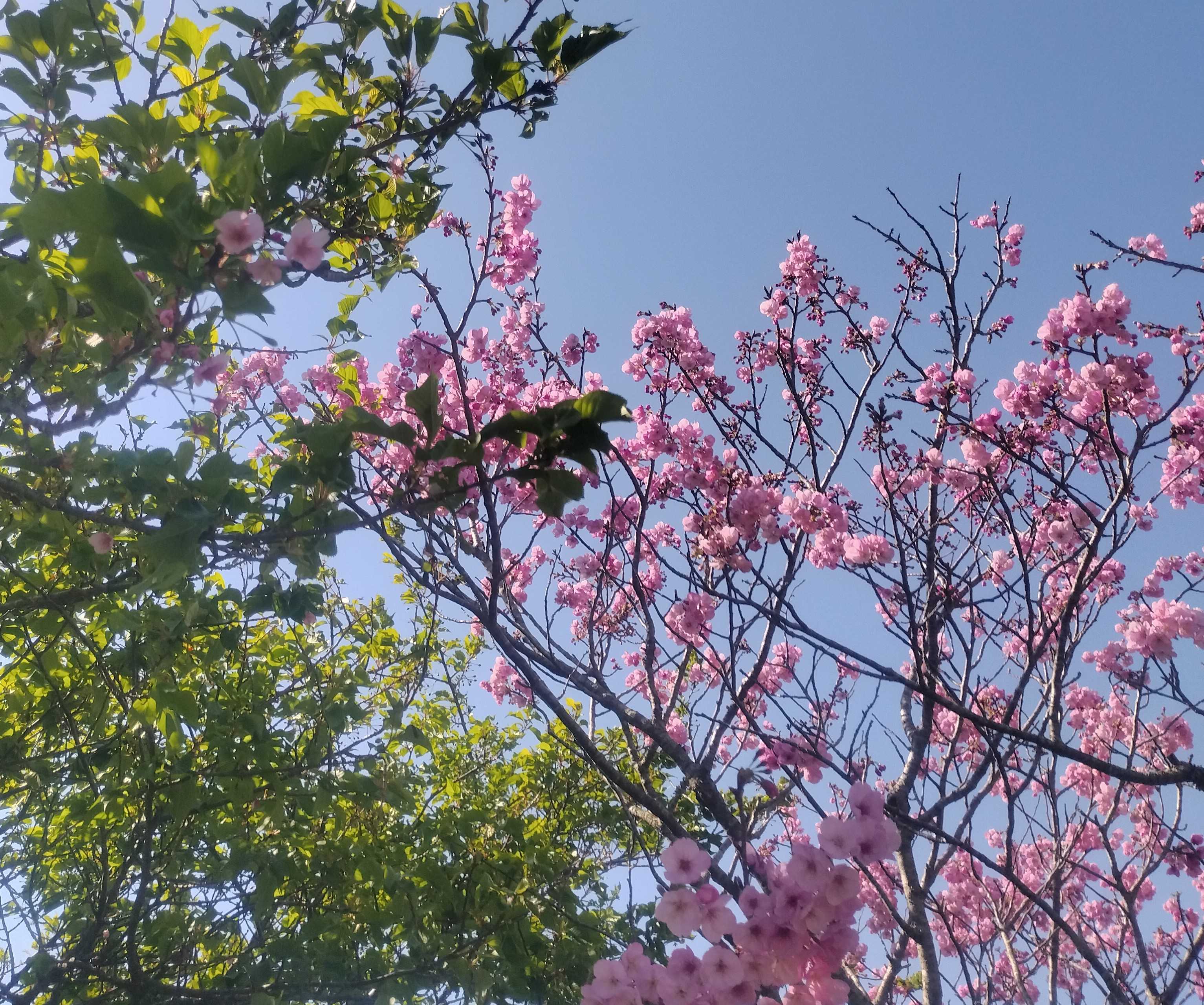 陽光桜 | 隠居Gのブログ - 楽天ブログ