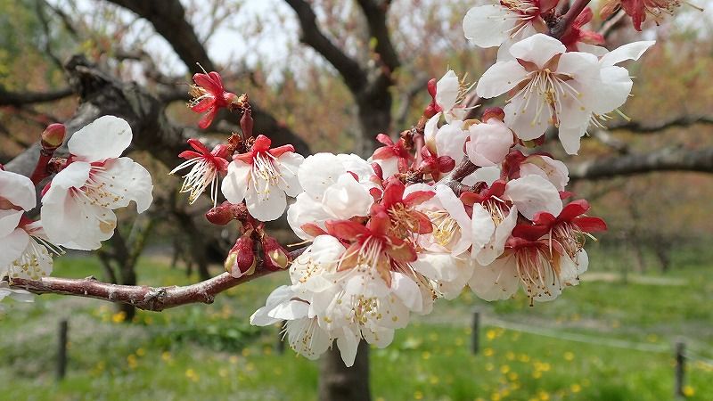 平岡公園の梅 | 北海道 登山日和 花日和 - 楽天ブログ