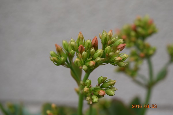 DSC_0060.JPG