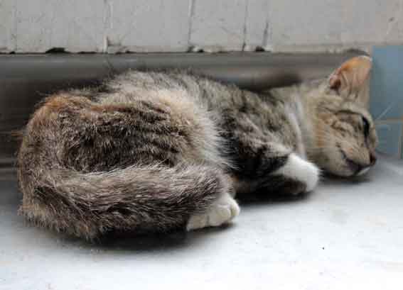 我が家のニャンコ♪2013/7/30-2