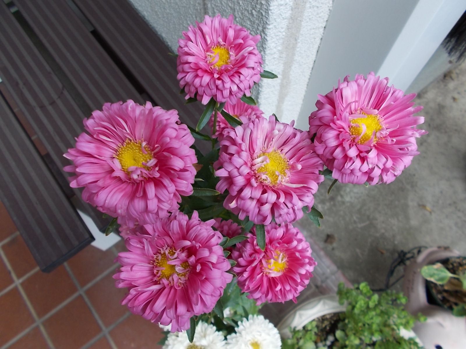 綺麗な花が少ない 花苗ほしい バラを咲かせることが好き 楽天ブログ