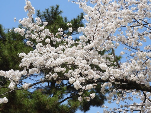 光が丘公園の桜