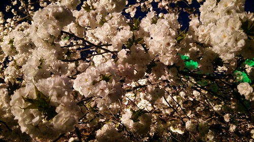 桜2.jpg