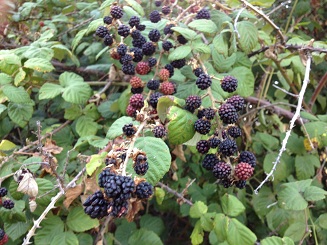 t blackberries.jpg