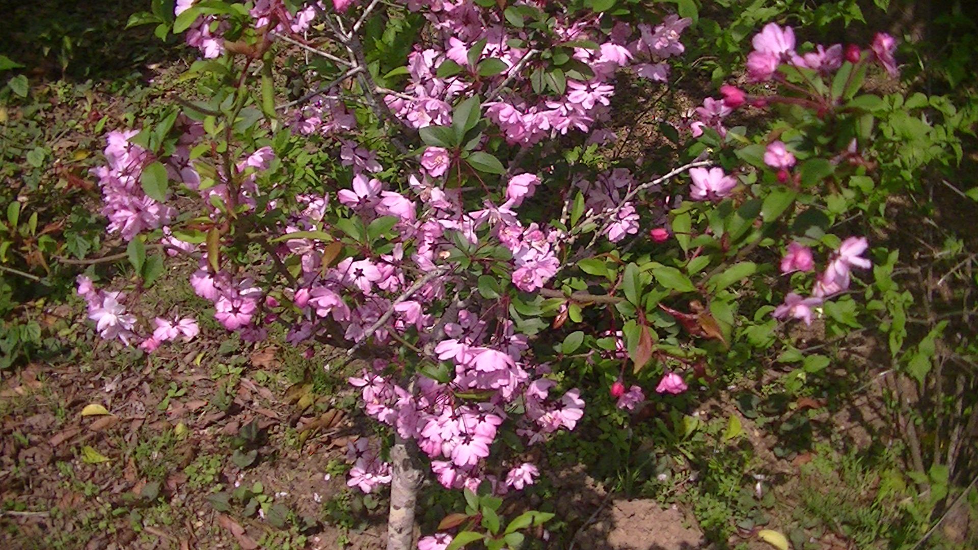 丁字咲きの椿が綺麗で ヨッシーのガーデニング日記 楽天ブログ