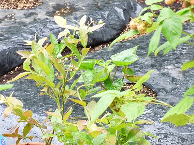 庭のブルーベリー