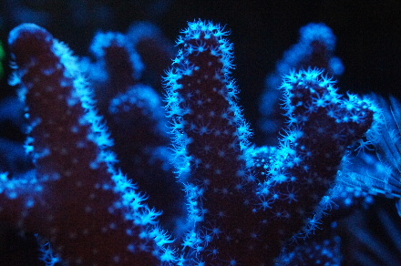 2014_0722ｳﾐｲﾁｺﾞ､ﾋﾄﾞﾛ虫､ﾍﾞﾝﾄﾗ0010.JPG