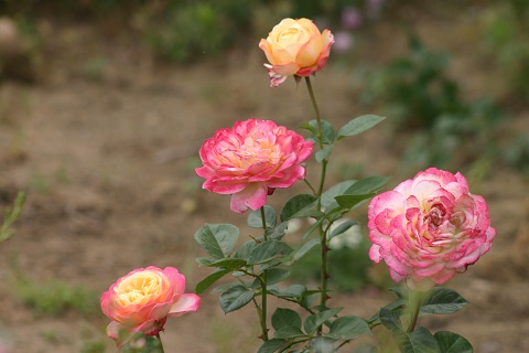 IMG_4195.JPG