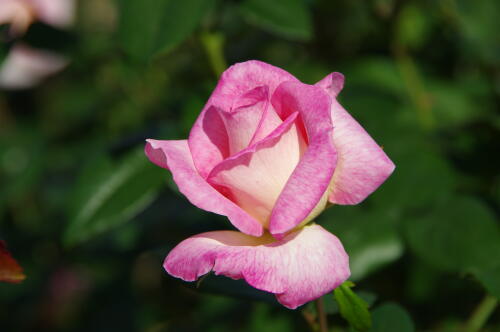 生田緑地ばら苑の秋薔薇