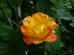b63.jpg
